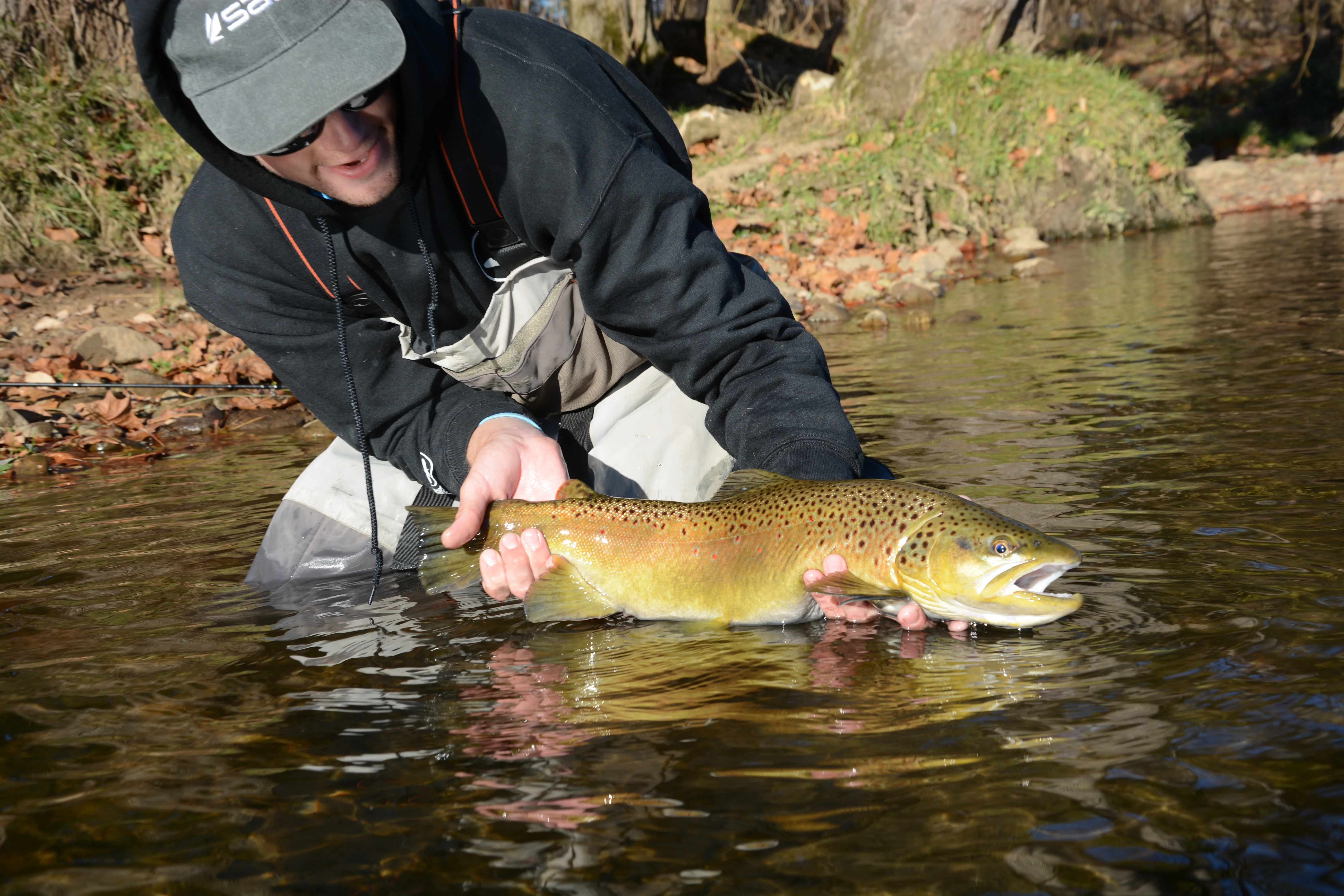 Angler releasing a wild brown trout on a blue ribbon stream in Southwest Virginia